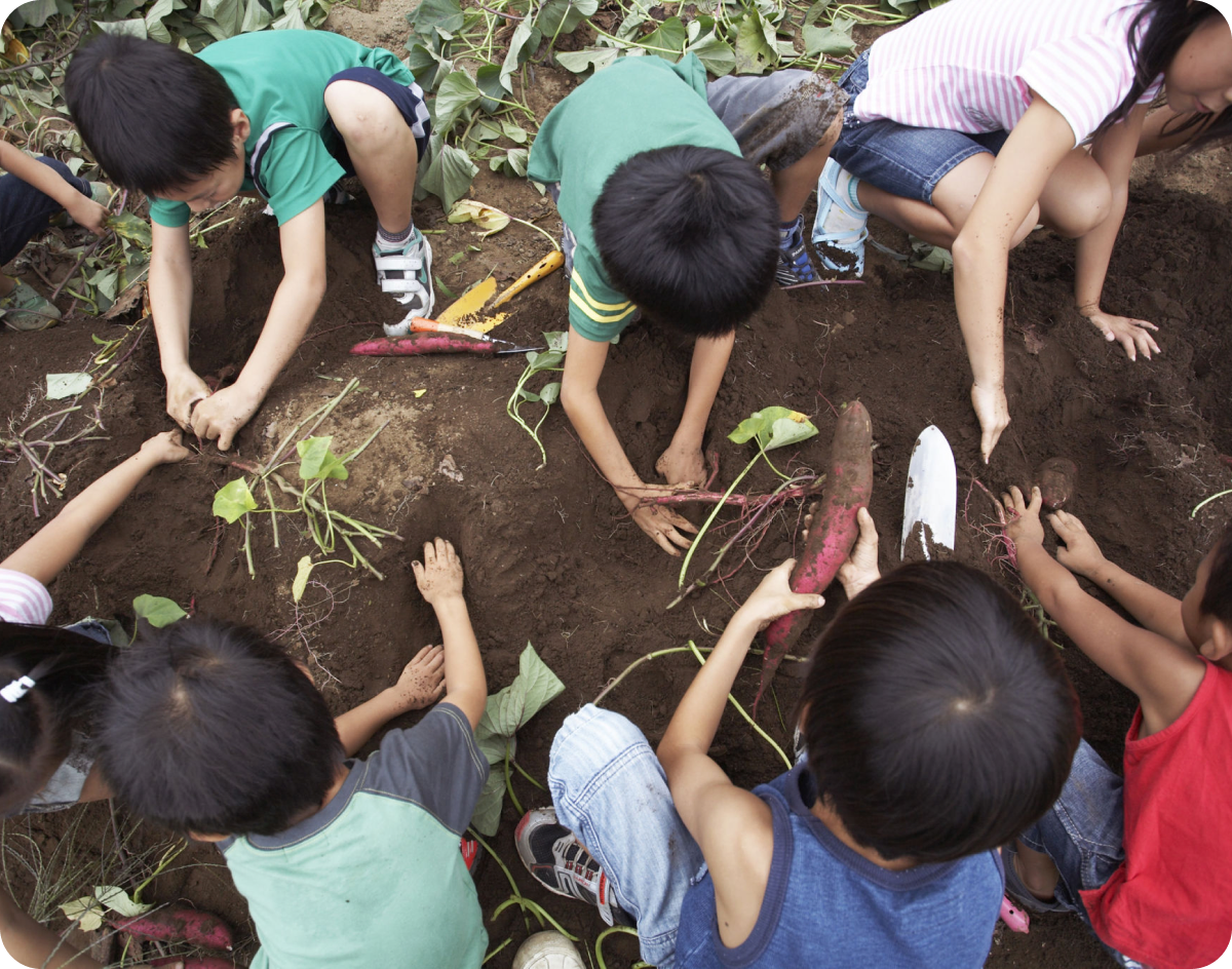 Kids digging for sweet potatoes outdoors